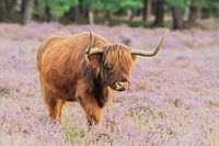 Schotse hooglander wandelt op zijn gemak naar slaapplek