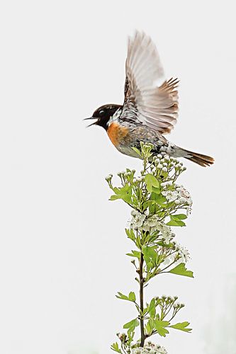 Wegvliegende roodborsttapuit op een bloesemstruik