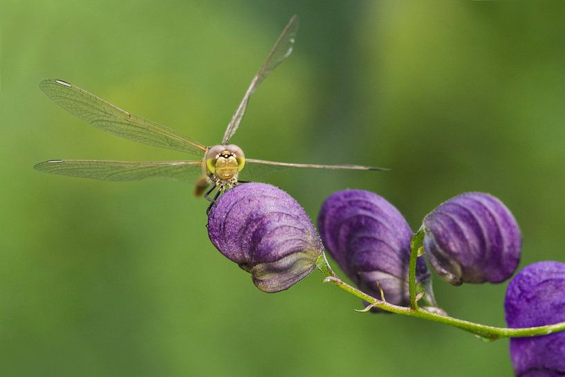Brick red Heidelibel on flower by Jeroen Stel