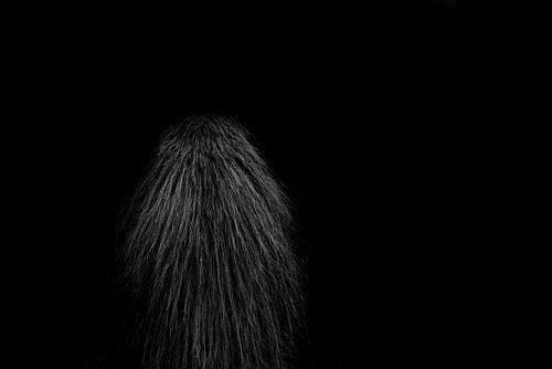 Paard Fine Art paardenstaart in low-key