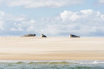 3 phoques sur les vasières sur zeilstrafotografie.nl