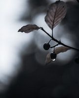 The Raindrop Pt. 1