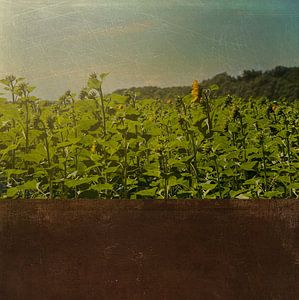 tournesols