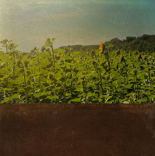 sunflowers by Anouschka Hendriks