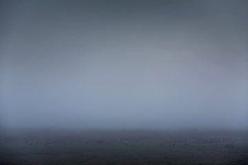 Friesland in the fog on the Tjonger with storks by Rene  den Engelsman