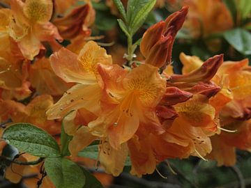 Orange rhododendron by Annie Lausberg-Pater