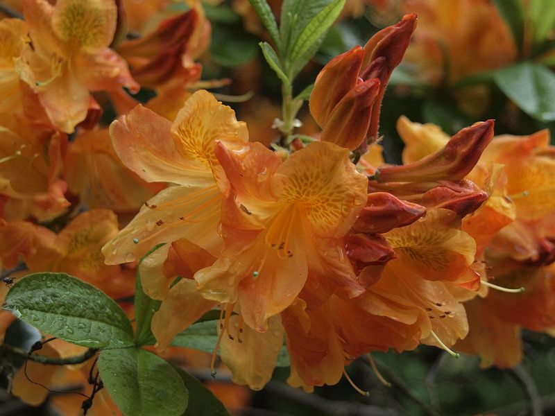 Orangefarbener Rhododendron von Annie Lausberg-Pater
