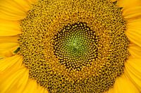 zonnebloem