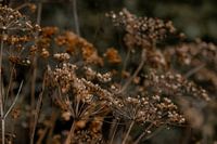Flutewort in nature