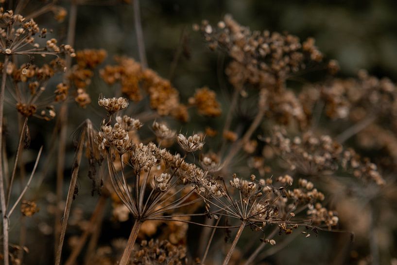 Flutewort in nature by Byou Karbaat