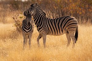 Zebra by Jacco van Son