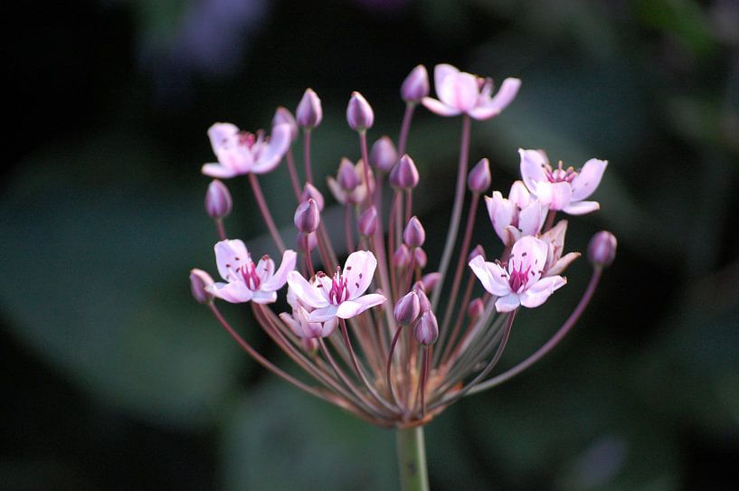 Bloem by Rob de Jong