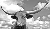 Longhorn 8 noir et blanc