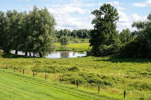 Wetland nature reserve in the flood zone of the River Waal, Tiel