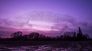 Duizenden spreeuwen van Danny Slijfer Natuurfotografie