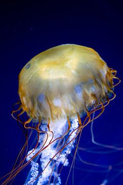 Pacific Compass Jellyfish (Chrysaora fuscescens) by Dirk Rüter