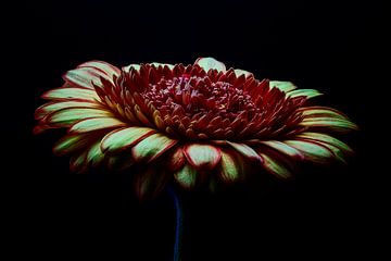 Gerbera by Dick Jeukens