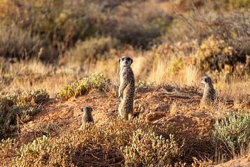 On the lookout by Nicoline Hoeve
