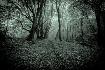 Une forêt d'automne sur Pixel4ormer