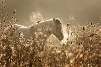 Pferd im Morgengrauen