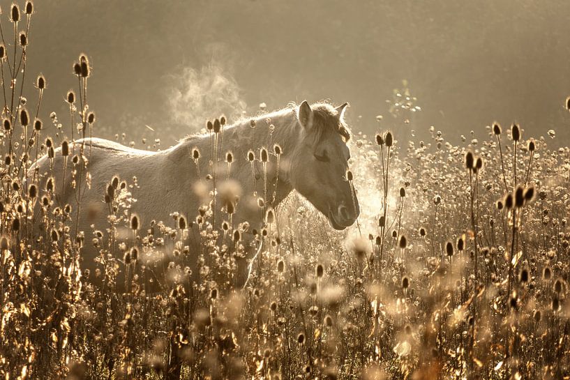 paard in ochtendgloren van wilma ten Bhömer