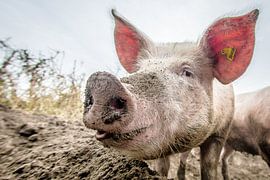 EKO-scharrelvarken #5