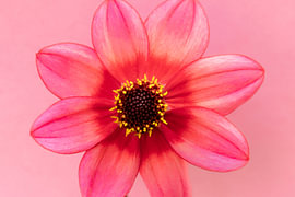 L'amour des dahlias's 4