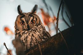 Long-eared Owl Autumn Colours by Yannick Oonincx