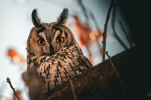Chouette hulotte Autumn Colors
