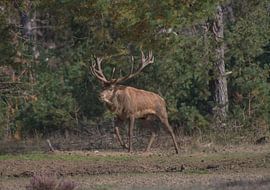 Rotwild 6 von Wesley Klijnstra