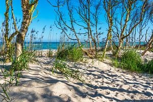 Düne und Küstenwald am Weststrand auf dem Fischland-Darß