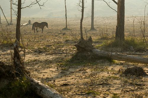 Cheval sans nom