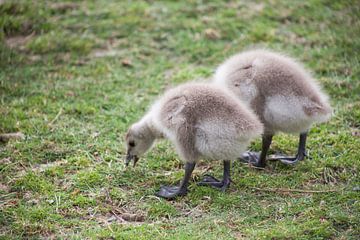 kleine eend by marijke servaes