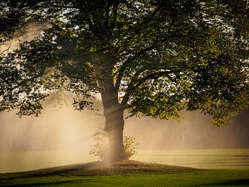 Regen Baum