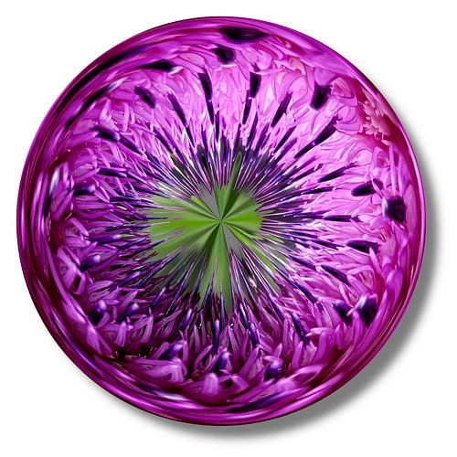 Distelbloem explosie