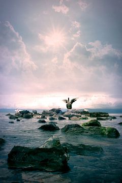 Goose on the rocks in the sea. by Floyd Angenent