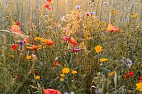 Pure Nature: Beautiful Field of Flowers
