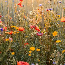 Pure Nature: Beautiful Field of Flowers by Emma Buisman