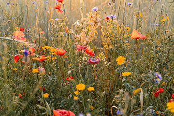 La nature à l'état pur : un beau champ de fleurs sur Emma Buisman
