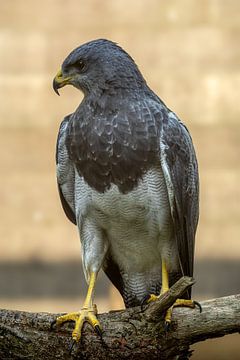 Grijze arendbuizerd zittend op een tak van Francisco Dorsman