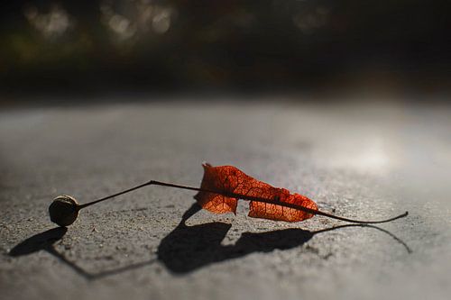 Minimalistische Fotokunst: Linde Blad op Stedelijke Ondergrond - Perfect voor Luxe Interieurs