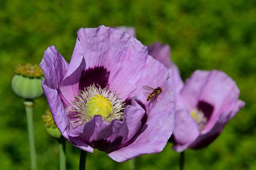 Bolpapaver met zweefvlieg