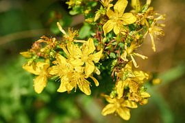 gelb blühendes Johanniskraut Hypericum perforatum von Heiko Kueverling