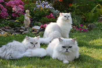 3 katten op gras