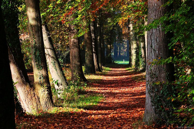 Bospad in herfst kleuren by GeFo @photo