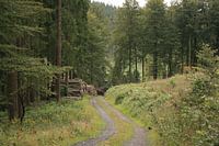 Pad in het bos