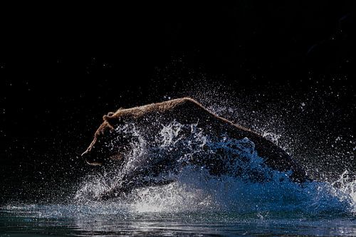 Jagende Bruine Beer in Alaska van Henk van Dijk