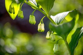 Salomonisches Siegel in meinem Garten von Hanneke Luit