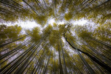 Der Bambuswald in Arashiyama (Kyoto). von Claudio Duarte