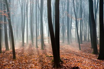 Nebliger Morgen im Herbstwald auf der Veluwe! von Peter Haastrecht, van